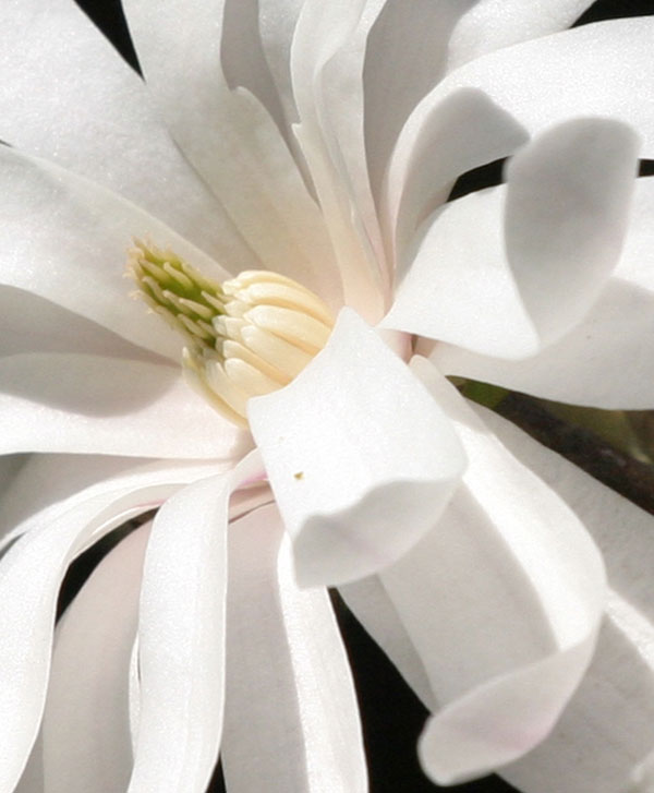 Magnolia