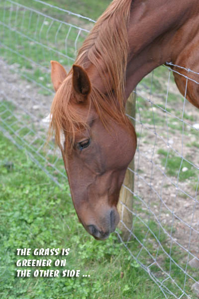 livestock photographer Victoria