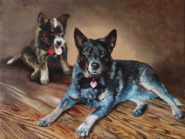 Blue Heeler Australian Dog from Canada