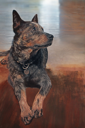 portrait of Blue Heeler Dog