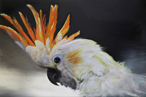 Calika Cockatoo