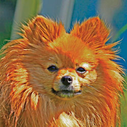 dog photography in Sooke