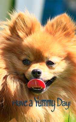 dog portrait in Sooke